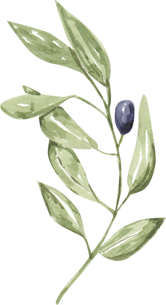 Watercolor olive tree branch, black olives and leaves